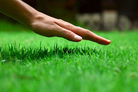 How to Achieve a Lush Lawn: The Role of Balanced Fertilization