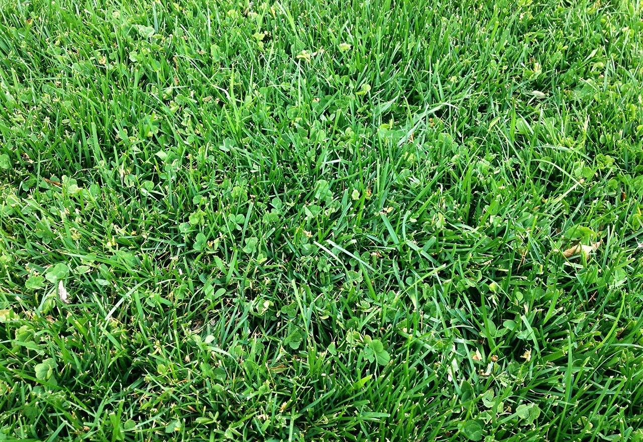 01 lawn weed control services cincinnati