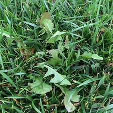 Best-Lawn-Weed-Control-in-Cincinnati-Ohio 1